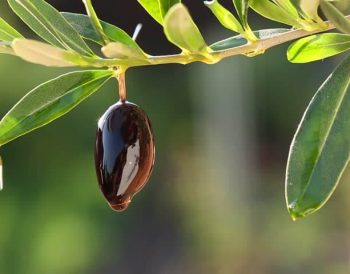 Sanctification: What Does the Lord Expect of Us?