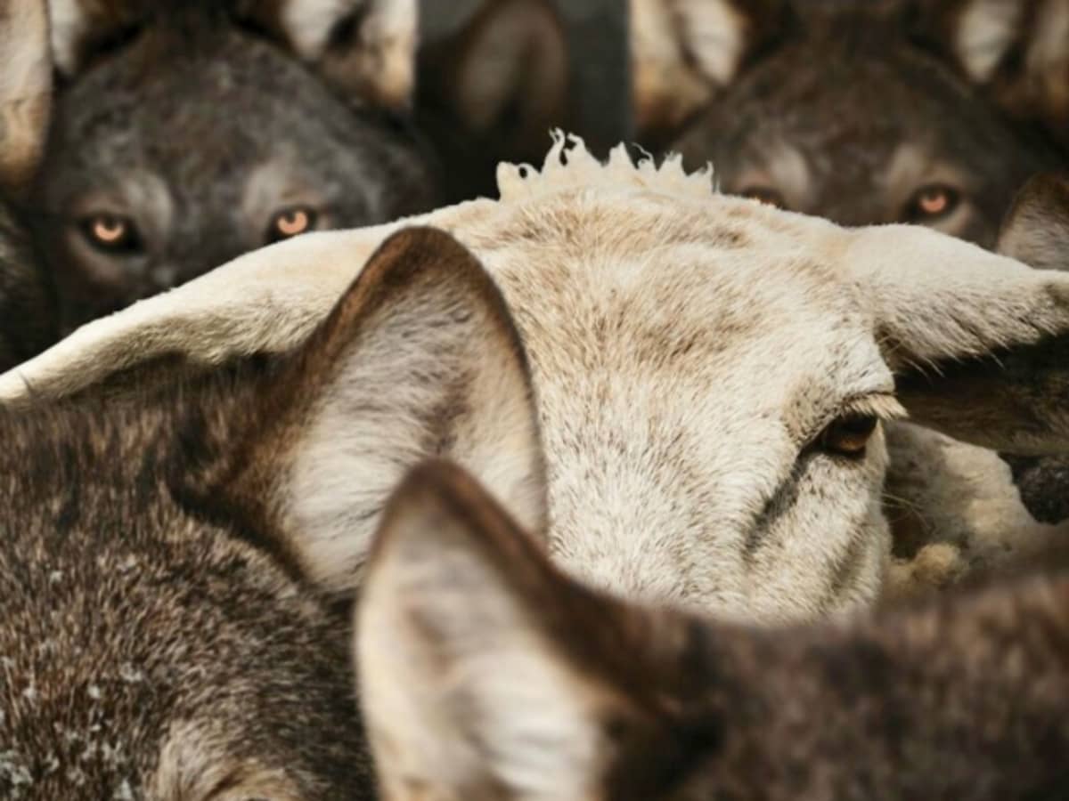 Eindtydse Misleiding in die Opkomende Kerk